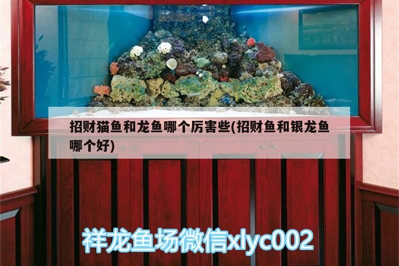 招財貓魚和龍魚哪個厲害些(招財魚和銀龍魚哪個好)