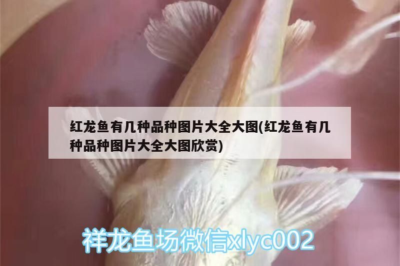 招財(cái)魚(yú)能和龍魚(yú)混養(yǎng)嗎圖片欣賞(招財(cái)魚(yú)能和金龍魚(yú)混養(yǎng)嗎)