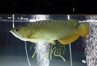 魟魚(yú)喂食技巧和方法圖解：魟魚(yú)喂食技巧和方法