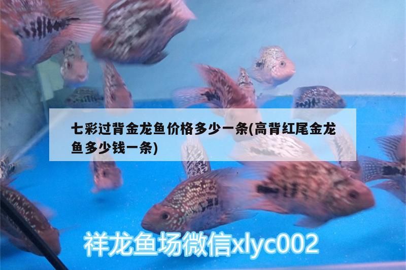 七彩過背金龍魚價格多少一條(高背紅尾金龍魚多少錢一條)