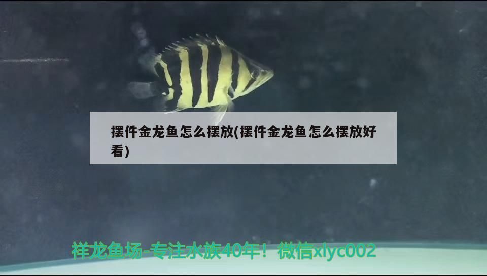 印尼大湖紅龍魚幼魚怎么養殖印尼大湖紅龍魚幼魚的關鍵因素，印尼大湖紅龍魚幼魚怎么養殖
