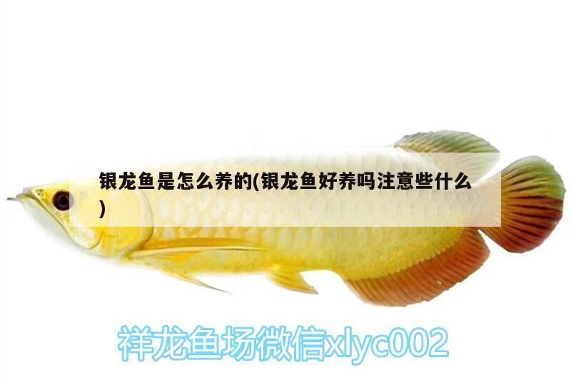 銀龍魚是怎么養(yǎng)的(銀龍魚好養(yǎng)嗎注意些什么)