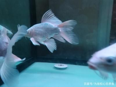 印尼虎魚多少溫度飼養最好：印尼虎魚多少溫度飼養最好印尼虎魚多少溫度飼養最好