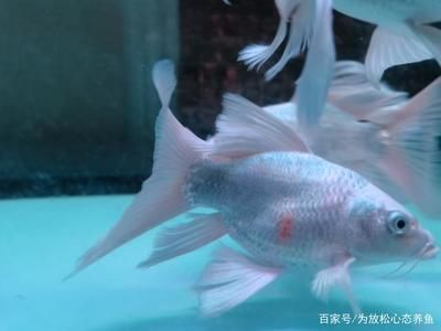 印尼虎魚多少溫度飼養最好：印尼虎魚多少溫度飼養最好印尼虎魚多少溫度飼養最好