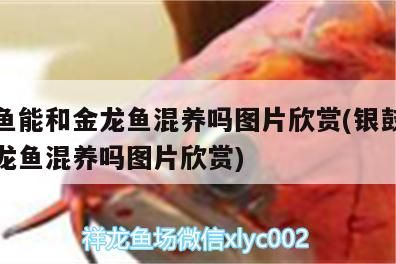 銀鼓魚能和金龍魚混養嗎圖片欣賞(銀鼓魚能和金龍魚混養嗎圖片欣賞)