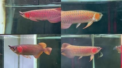 怎樣區(qū)分金龍魚和紅龍魚：如何區(qū)分金龍魚和紅龍魚？