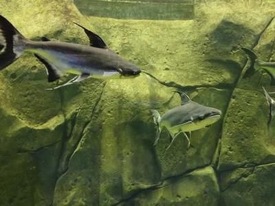 黃金貓魚是招財(cái)貓嗎圖片大全視頻講解(黃金招財(cái)貓魚怎么形成的)
