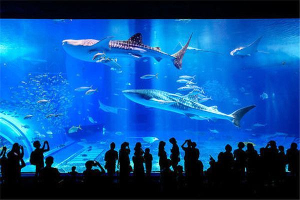 水族館開店流程及費用多少錢一個月（水族館開店流程及費用）