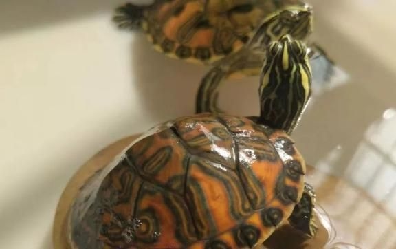 豬鼻龜旺財嗎：養豬鼻龜有什么寓意養豬鼻龜有什么寓意養豬鼻龜有什么寓意