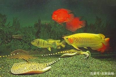 大魟魚會咬小魟魚嗎：大魟魚會咬小魟魚嗎，大魟魚可能會咬小魟魚，需要考慮到幾個因素