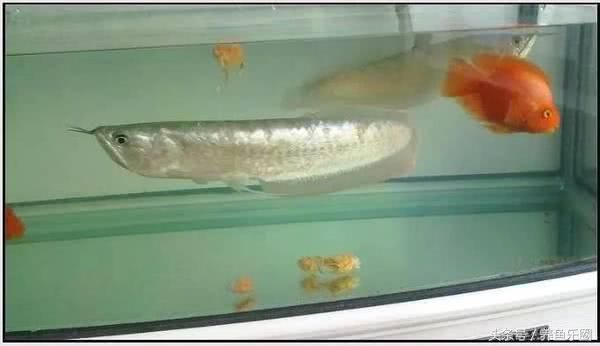 魟魚多久能繁殖一次啊：魟魚多久能繁殖一次