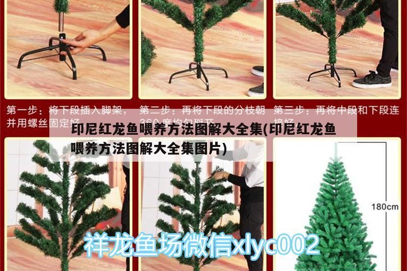 印尼紅龍魚喂養方法圖解大全集(印尼紅龍魚喂養方法圖解大全集圖片)