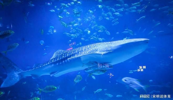 海洋生物在水族館中的適應性：水族館如何模擬深海環境,水族館生物的日常護理方法