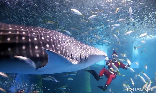海洋生物在水族館中的適應性：水族館如何模擬深海環境,水族館生物的日常護理方法