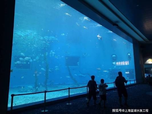 海洋生物在水族館中的適應性：水族館如何模擬深海環境,水族館生物的日常護理方法