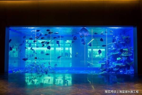 海洋生物在水族館中的適應性：水族館如何模擬深海環境,水族館生物的日常護理方法