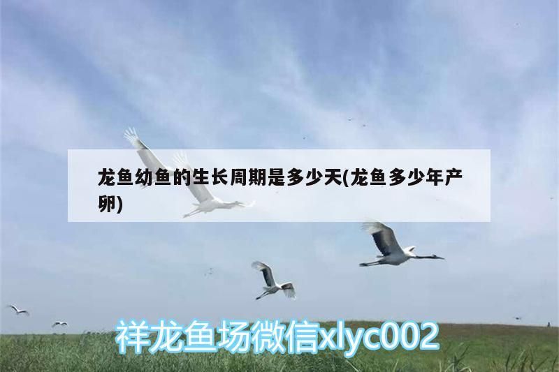 龍魚幼魚的生長周期是多少天(龍魚多少年產卵) 龍魚幼魚的生長周期是多少天(龍魚多少年產卵) 黃金貓魚百科 第3張