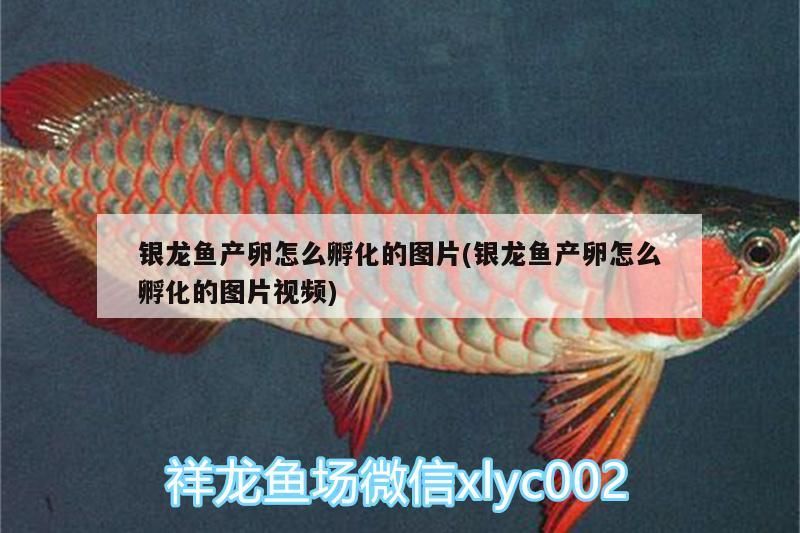 銀龍魚產卵怎么孵化的圖片(銀龍魚產卵怎么孵化的圖片視頻)