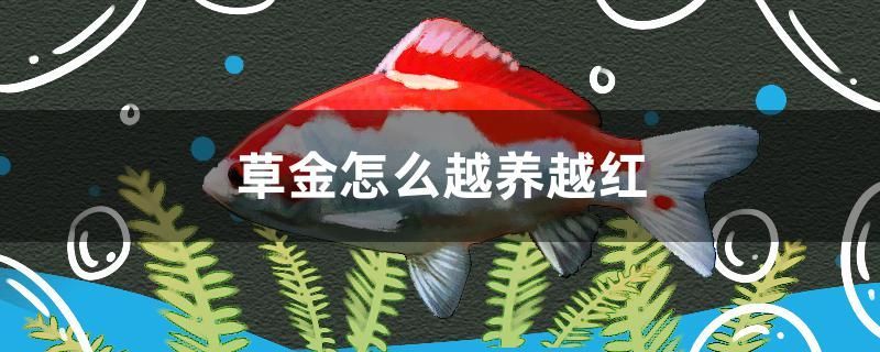 草金怎么越養越紅