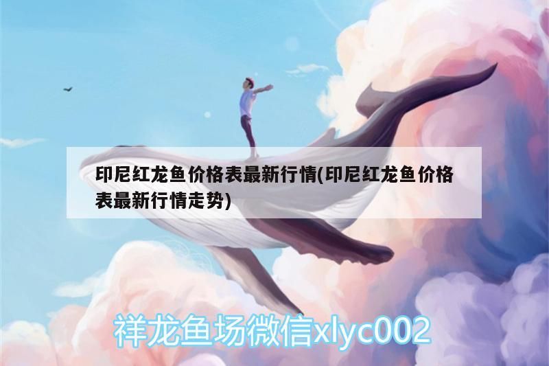 印尼紅龍魚價格表最新行情(印尼紅龍魚價格表最新行情走勢)