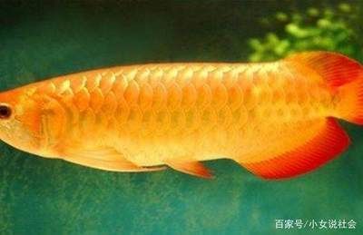 20萬的金龍魚