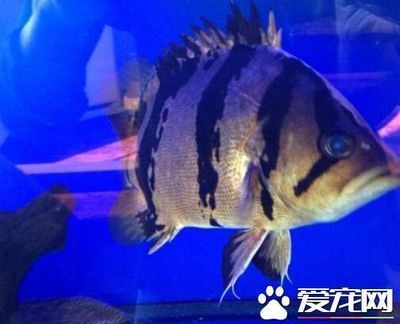 印尼虎多少錢一條：印尼虎價格可以根據不同的商品類型和規格有所不同