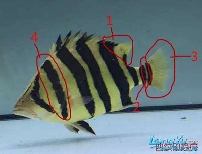 四紋虎魚體色變化機制，四紋虎魚體色變化的原因