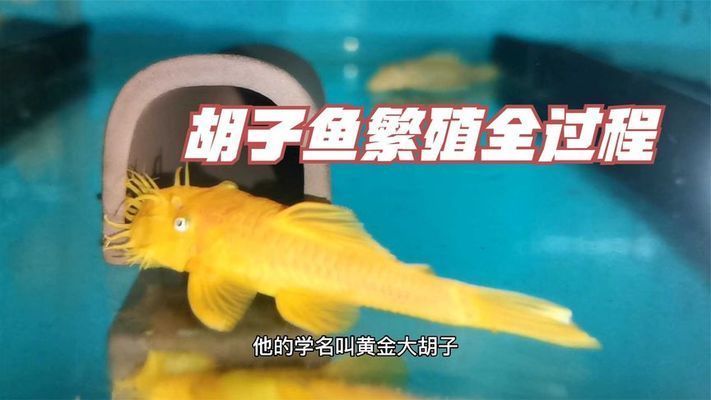 黃金河虎魚繁殖行為觀察指南，黃金河虎魚的繁殖行為的科學觀察方法