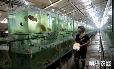觀賞魚白龍（白龍魚是一種具有極高觀賞價值的魚類）