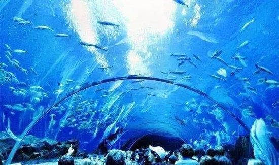 譙城龍魚養(yǎng)殖需要哪些手續(xù)？（譙城龍魚養(yǎng)殖有哪些成功案例？）