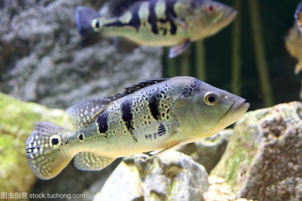 水族館有哪些魚？（公共水族館中常見的魚類介紹水族館魚類的繁殖方法）