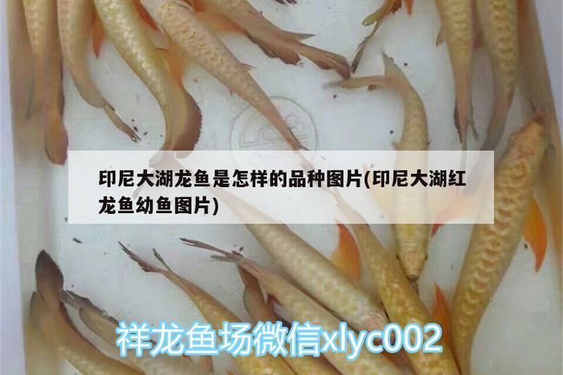 印尼大湖龍魚是怎樣的品種圖片(印尼大湖紅龍魚幼魚圖片)