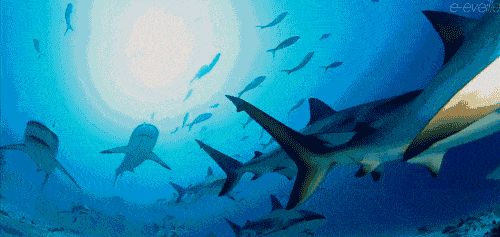 水族館動(dòng)態(tài)壁紙中文版（3d水族館動(dòng)態(tài)壁紙中文版）