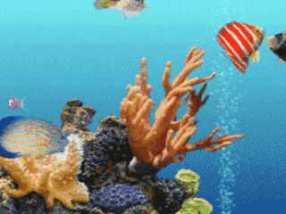 水族館動(dòng)態(tài)壁紙中文版（3d水族館動(dòng)態(tài)壁紙中文版）