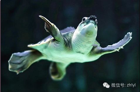 豬鼻龜瀕危：豬鼻龜為什么不讓賣