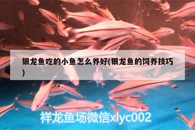 銀龍魚吃的小魚怎么養(yǎng)好(銀龍魚的飼養(yǎng)技巧)