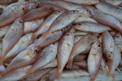 重慶進口元寶鳳凰魚（關于重慶進口元寶鳳凰魚的具體信息和飼養指南和注意事項）