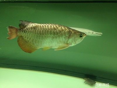 豬鼻龜30公分價格是多少：30公分的豬鼻龜多少錢一斤