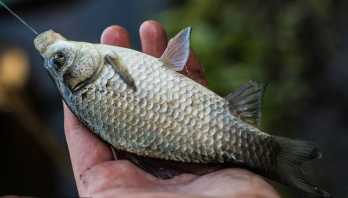玉林魚缸批發(fā)市場(chǎng)在哪里有賣的(玉林金魚批發(fā))
