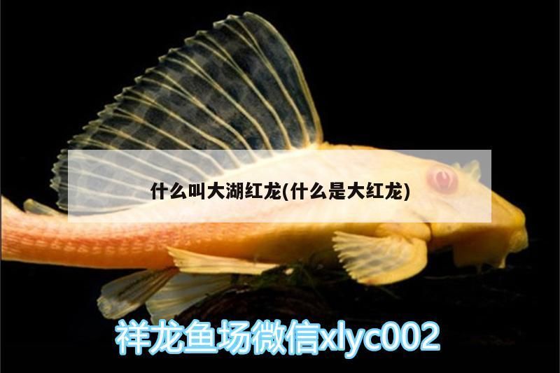 什么叫大湖紅龍(什么是大紅龍)