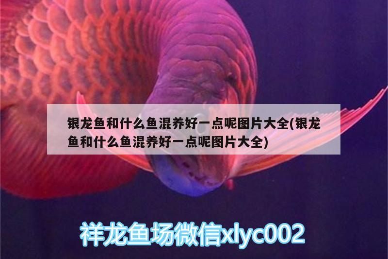 銀龍魚和什么魚混養好一點呢圖片大全(銀龍魚和什么魚混養好一點呢圖片大全)