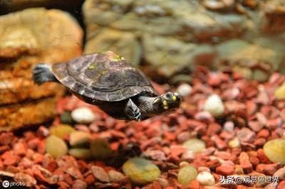 豬鼻龜怎么養視頻教程：如果用自來水養豬鼻龜，要將它放在陽光下