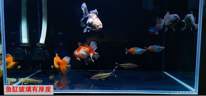 黃金貓魚好養嗎怎么養的好看一點(金魚怎么養才好看)