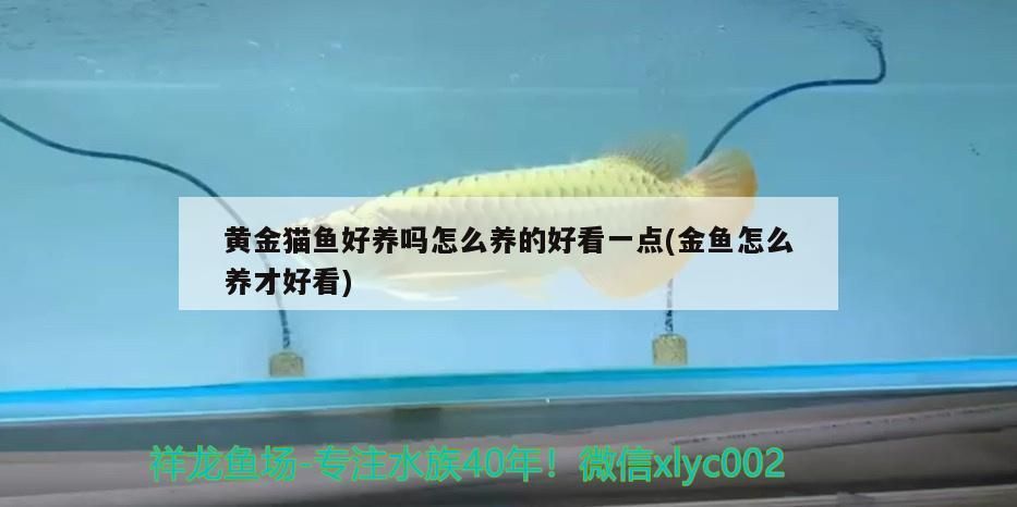 黃金貓魚好養嗎怎么養的好看一點(金魚怎么養才好看)