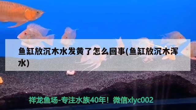 魚缸放沉木水發黃了怎么回事(魚缸放沉木渾水)