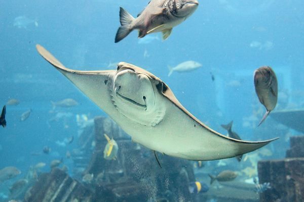 三亞水族館門票價格（三亞水族館優待政策詳解三亞水族館優待政策詳情）