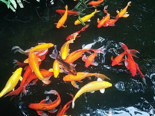 觀賞魚混養空間布局技巧，觀賞魚混養空間布局