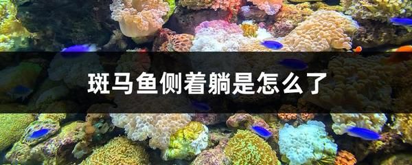 黃金貓和招財貓魚的區別是什么圖片(招財貓魚金色)
