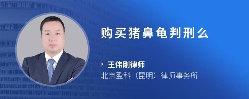 豬鼻龜違法不：關(guān)于豬鼻龜?shù)酿B(yǎng)殖