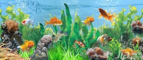 魚缸價錢計算公式，魚缸尺寸與價格關(guān)系